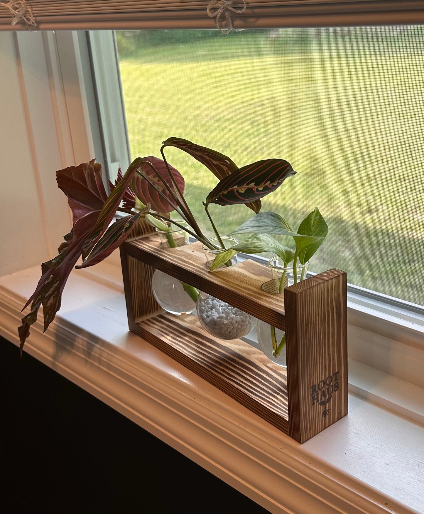 Plant Propagation Starter Kit