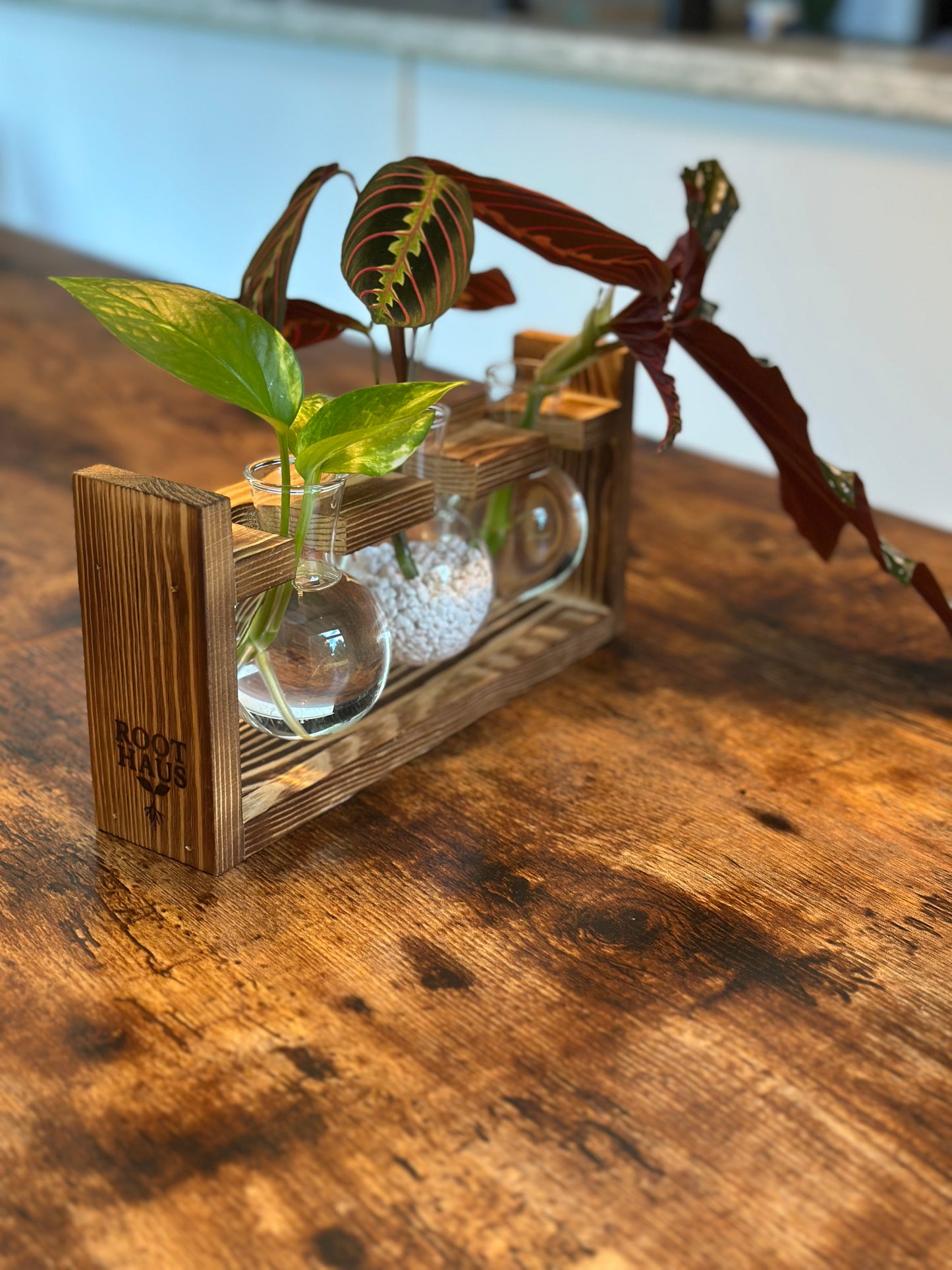 Plant Propagation Starter Kit