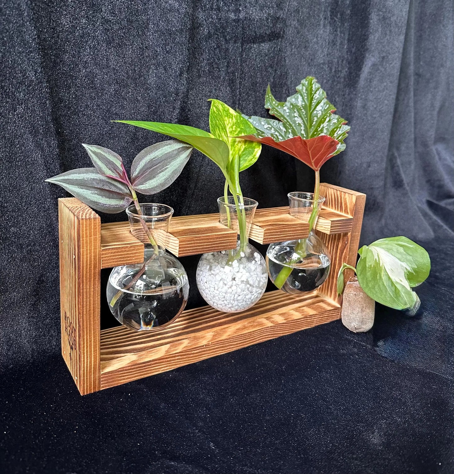 Plant Propagation Starter Kit
